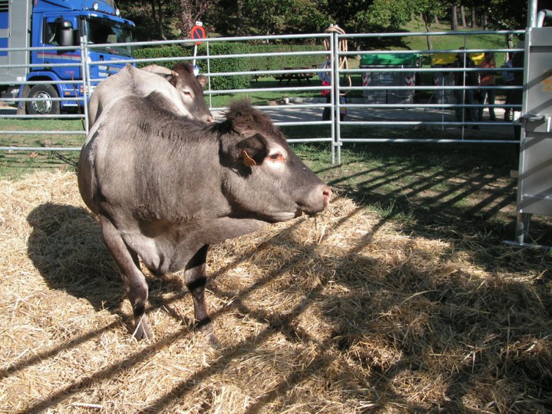 vacas (7)  FOTOS IMAGENES
